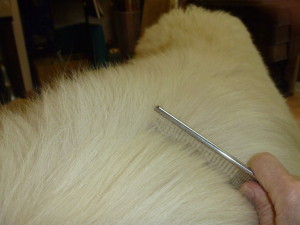 P1000524 dog groom comb
