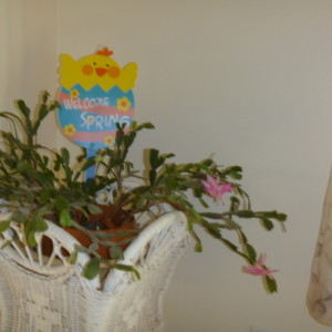 P1000952 cactus plant