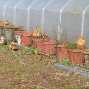 P1000953 chickens in pots