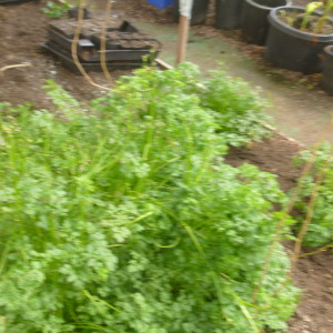 P1010047 parsley