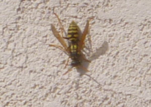 P1010082 wasp ion house