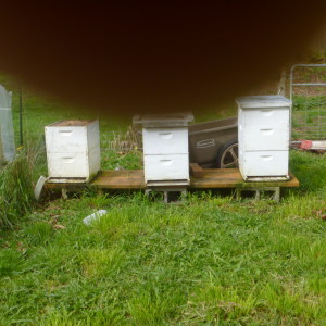 P1010119 beehives