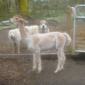P1010159 sheared alpaca