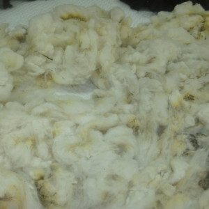 P1010183 sheep fleece
