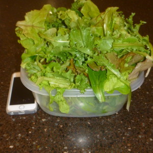 P1010280 lunch lettuce