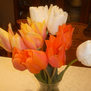 P1010323 tulips