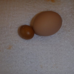 P1010387 egg size