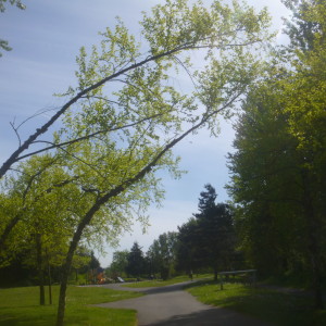 P1010395 bent trees at park