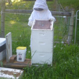 P1010399 large hive