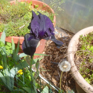 P1010464 dark purple iris