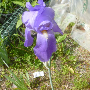 P1010465 lt purple iris