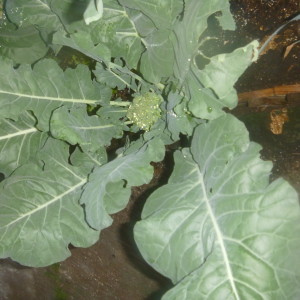 P1010471 broccoli