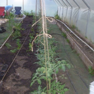P1010474 stringing tomatoes