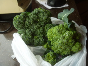 P1010594 first broccoli