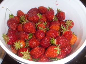 P1010685 strawberries