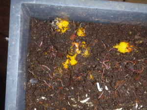 P1010697 worms in bin