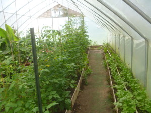 P1010898 greenhouse