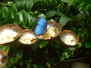 P1010941 blue butterfly