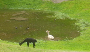 P1020001 alpaca in pond
