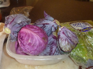 P1020011 cabbage