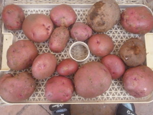 P1020096lg red potatoes
