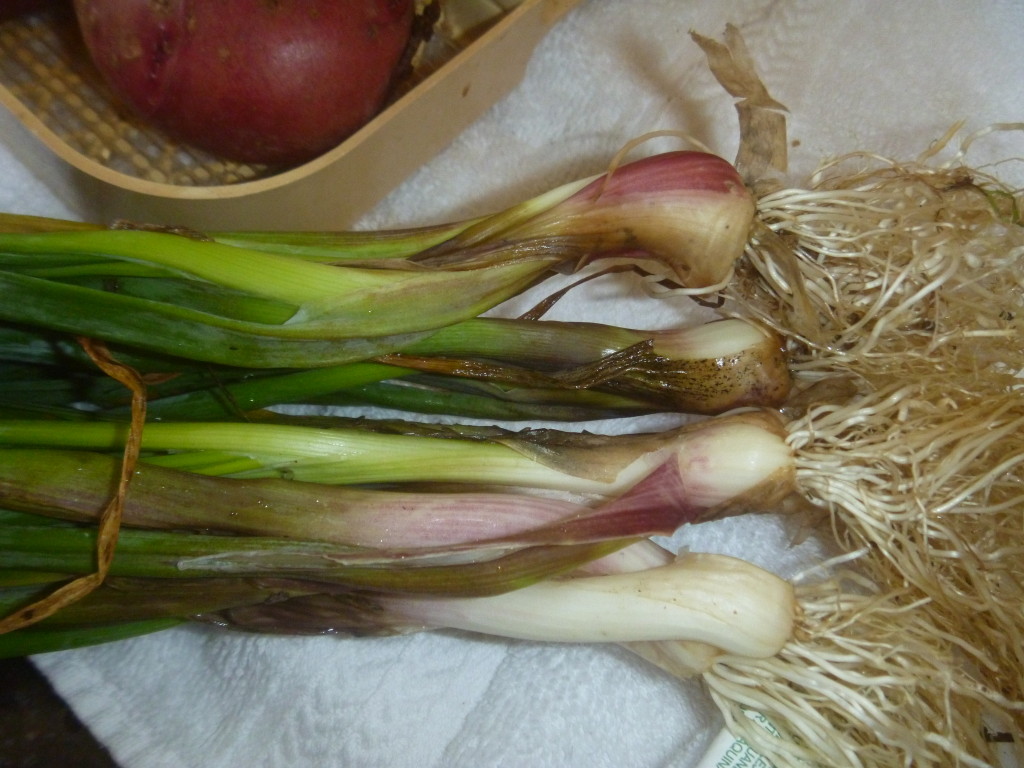 P1020098 table onions Adventures in fiberAdventures in fiber