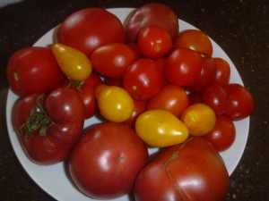 P1020099 tomatoes