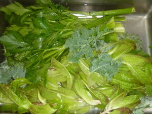P1020103 celery, lettuce, kale, basil
