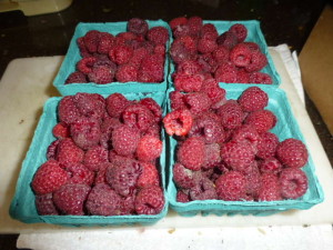 P1000539 picked raspberries