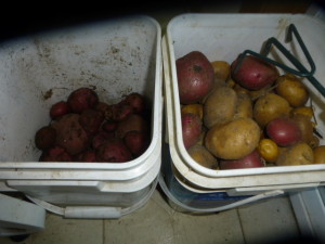 P1000542 potatoes