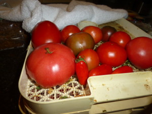 P1000547 tomatoes