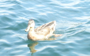P1000592 duck