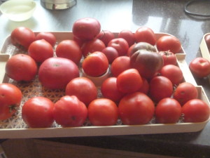 P1020157 tomatoes