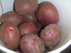 P1020161 red potatoes