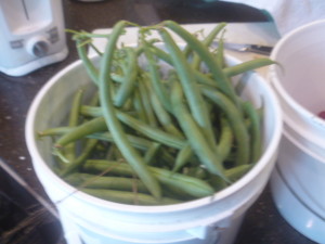 P1020267 2 gallon green beans
