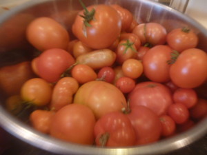 P1020268 tomatoes