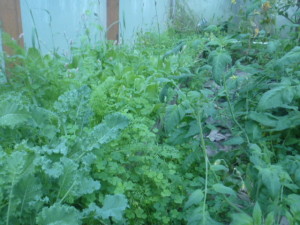 P1020327 kale, lettuce weeds